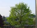 2002-0422Neighbours Tree